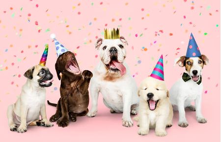 happy-birthday-pups.jpg