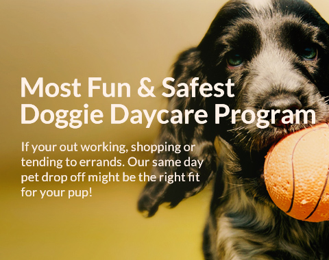Doggie Daycare Mobile Slider Image