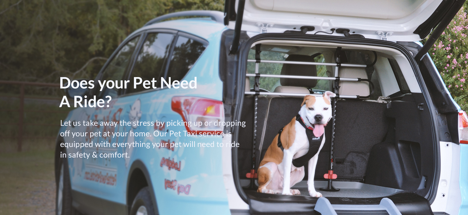 Pet Taxi Slider Image