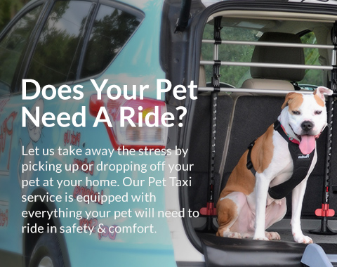 Pet Taxi Mobile Slider Image